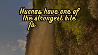 Animal Facts        Hyenas          #shorts
