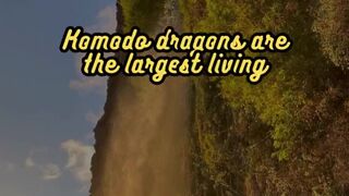 Animal Facts        Komodo Dragons          #shorts 2