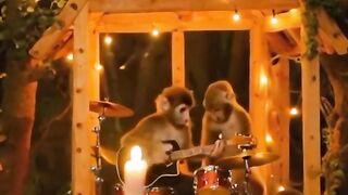 Viral kontes monyet juara 1 Dunia