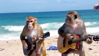 Viral di pantai ada monyet pintar