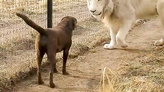 White Lion vs Dog