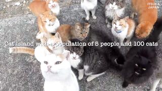 J'ai visité l'île aux chats au Japon où il y a plus de chats que d'habitants Les personnes âgées et les chats cohabitent_