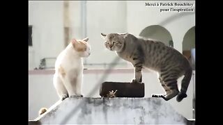 LES GROS MOTS PAROLE DE CHAT