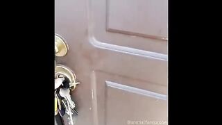 SI LES ÉLÈVES ÉTAIENT DES CHATS