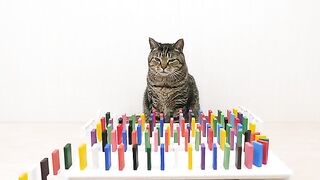 Chats et Domino