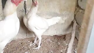 The two white but not the black