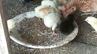 Eating from plate and walking