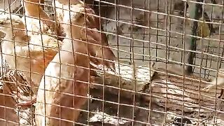 Caged teatar 2