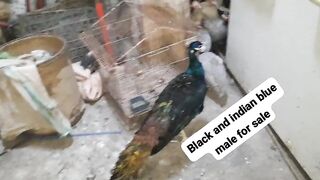 Black ll chicken