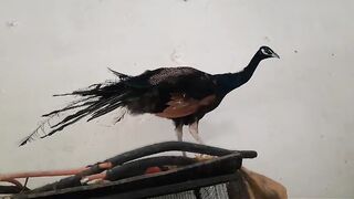 This is a peacock