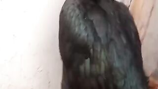 Black chicken ll chicken v