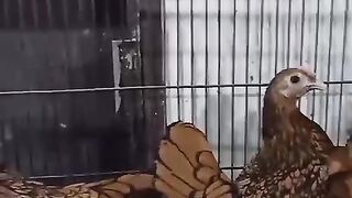 Polish beautiful chicken