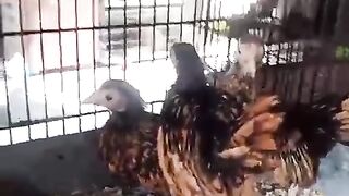 The polish chicken 2