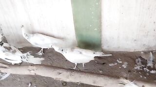 White white not black peacock