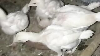 Intelligence and a chicken