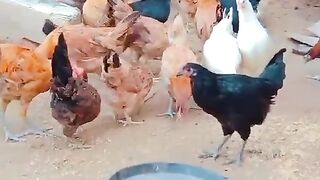 Too many chicken