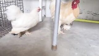 Beautiful ll chicken beautiful