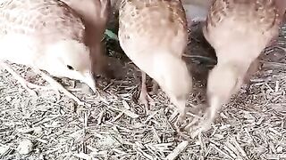 Eating grass ll hay