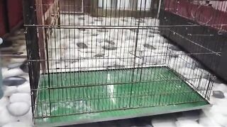 Chicken cage ll chicken