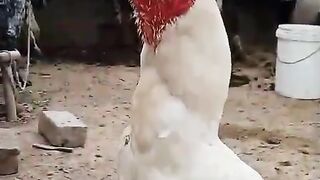 The standing chicken ll chicken