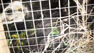Kabootar in the cage 2