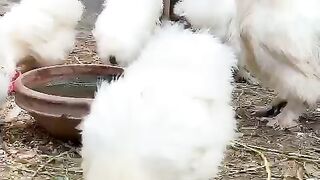 Spin chargan