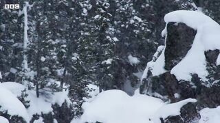 Bobcat hunting in winter
