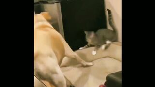FUNNY CAT MEMES COMPILATION V01