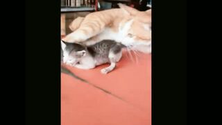 Funniest Cats ???? - Don't try to hold back Laughter ???? - Funny Cats Life