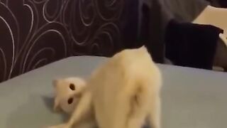 funny cat