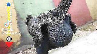 Live barbeque