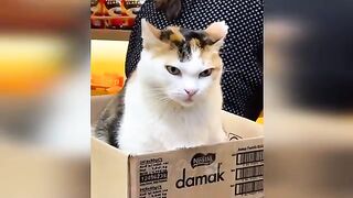Funny animals