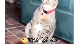 Cat and jarre funny