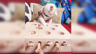 Baby Cats - Cute and Funny Cat Videos