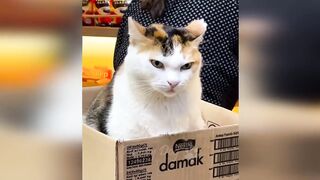 Funny animals - Funny Cats / Dogs Funny Animals