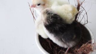 cute animal videos
