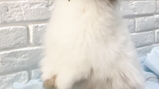 cute animal videos