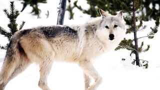 Types of wolfs