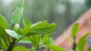 Forest Rain | by Rizq