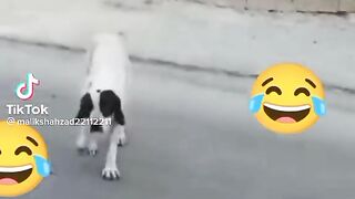Funny dog ????????????