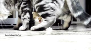 Cats funny dacing 2022 new