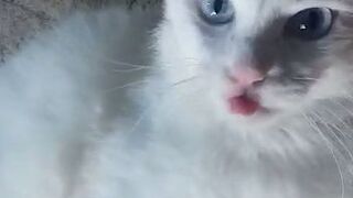 Funny cats many clip add