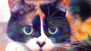 Подборка с котиком Куки Funny cat Cookie