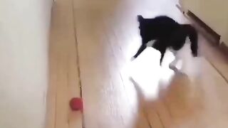 Very funny catu