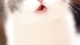 Cat baby