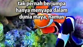 Colours fish ????????????