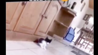 Fun with cat