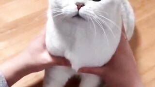 Cut cat dance