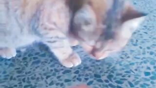 Cute funny cat