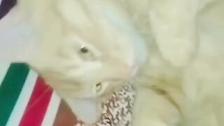 Kitty action